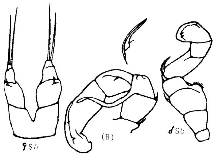 Espèce Metridia gurjanovae - Planche 2 de figures morphologiques