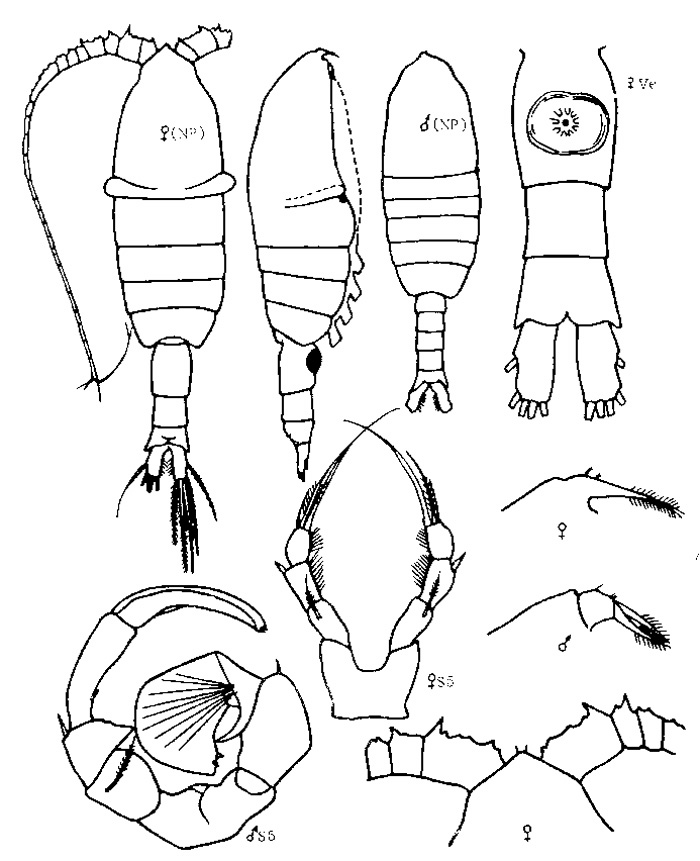 Species Pleuromamma scutullata - Plate 3 of morphological figures