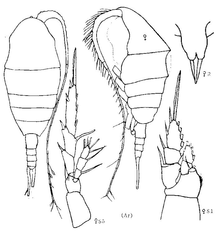 Species Lucicutia polaris - Plate 1 of morphological figures