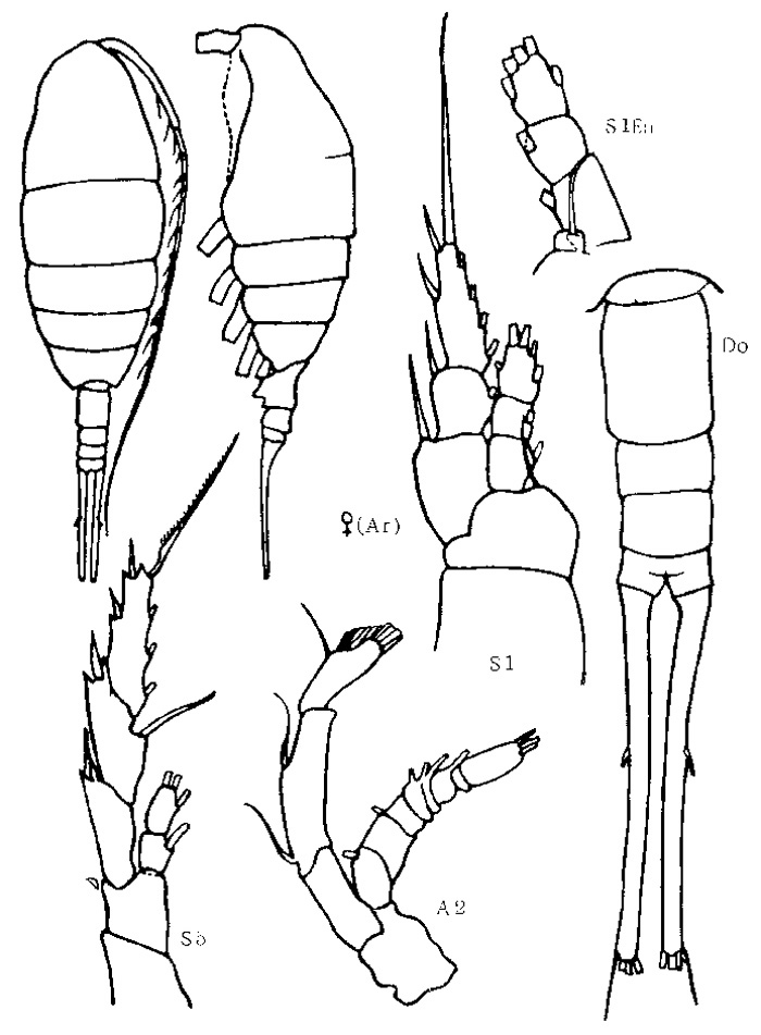 Species Lucicutia anomala - Plate 1 of morphological figures