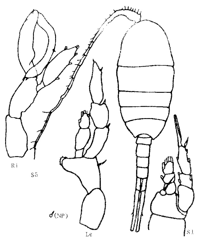Species Lucicutia longifurca - Plate 1 of morphological figures