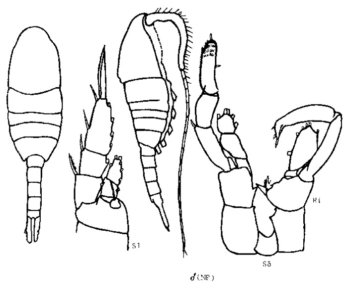 Species Lucicutia oblonga - Plate 1 of morphological figures