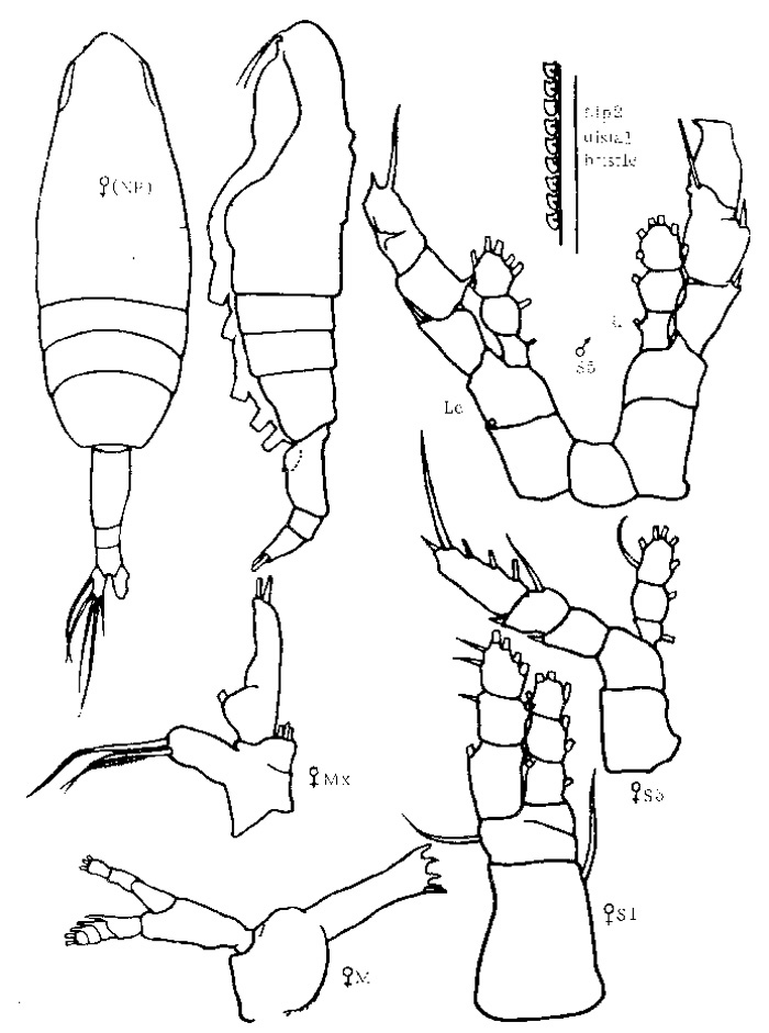 Espce Euaugaptilus pacificus - Planche 1 de figures morphologiques