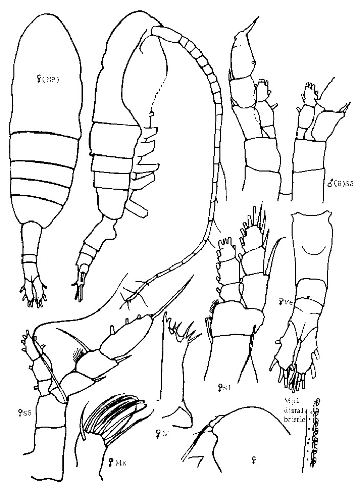 Species Euaugaptilus brodskyi - Plate 3 of morphological figures
