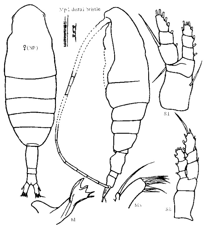 Species Euaugaptilus graciloides - Plate 3 of morphological figures