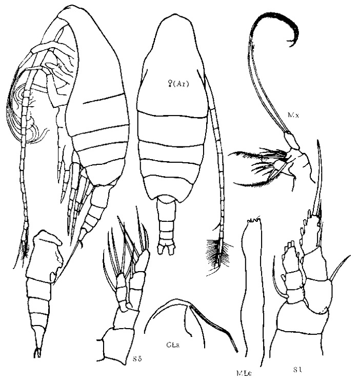 Species Pseudaugaptilus polaris - Plate 1 of morphological figures