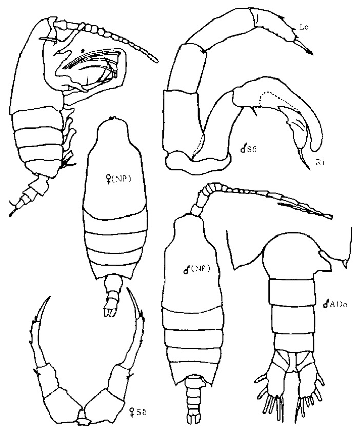 Espce Candacia parafalcifera - Planche 1 de figures morphologiques
