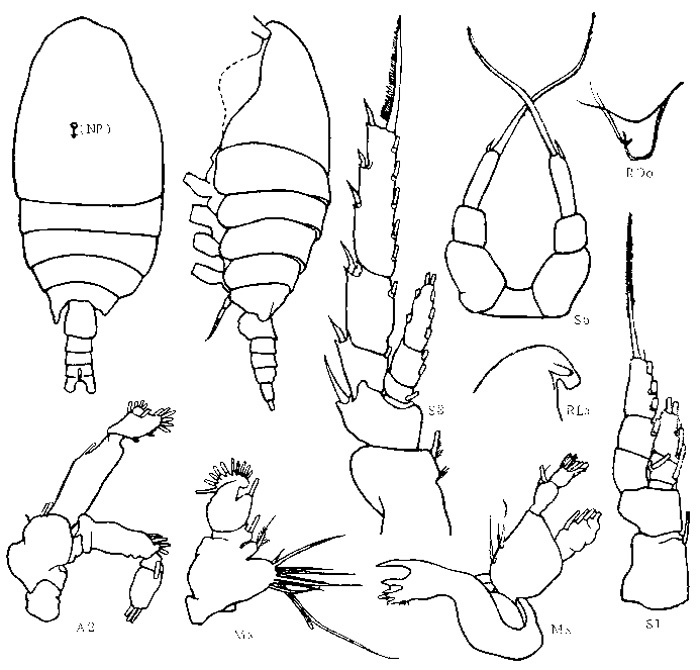 Species Temorites longiseta - Plate 1 of morphological figures
