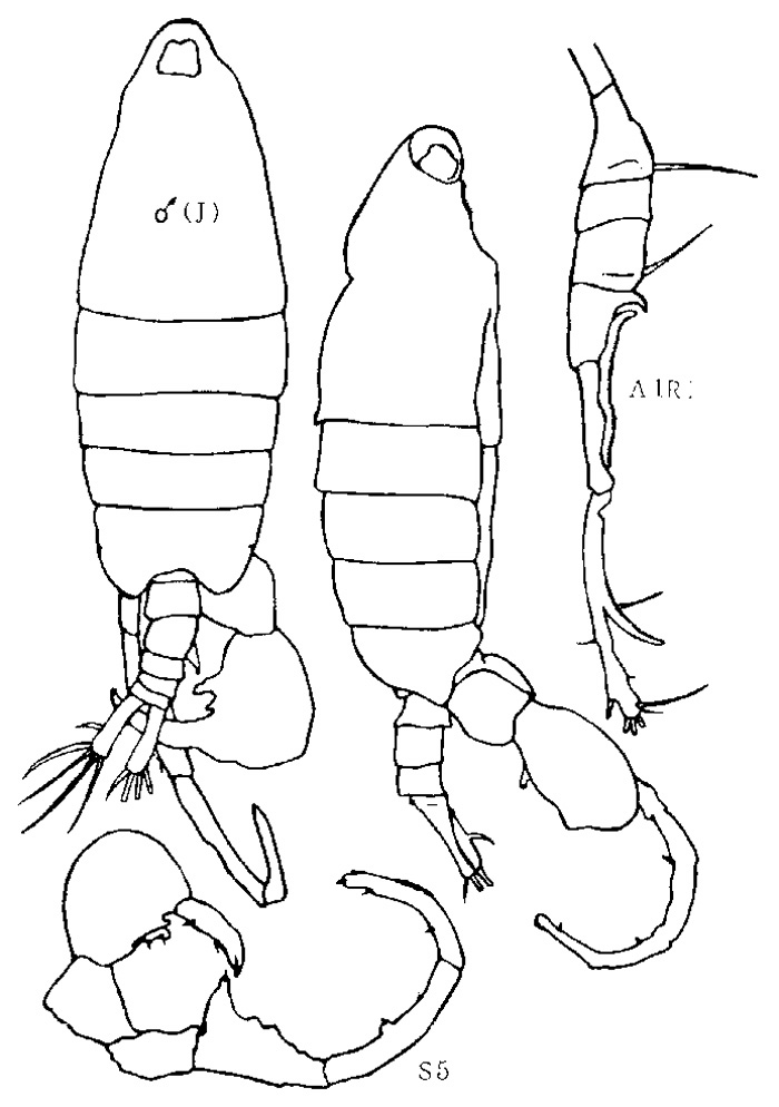 Espce Tortanus (Atortus) longipes - Planche 2 de figures morphologiques