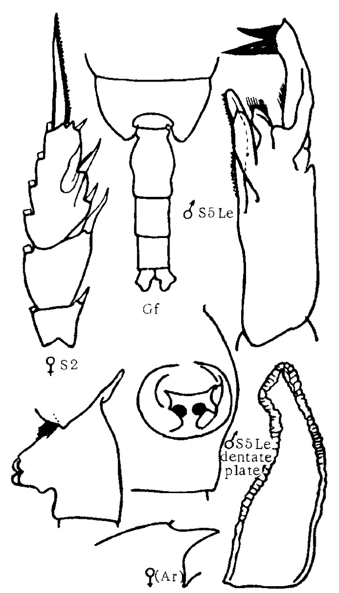Species Paraeuchaeta glacialis - Plate 2 of morphological figures