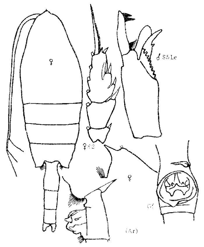 Espce Paraeuchaeta norvegica - Planche 2 de figures morphologiques