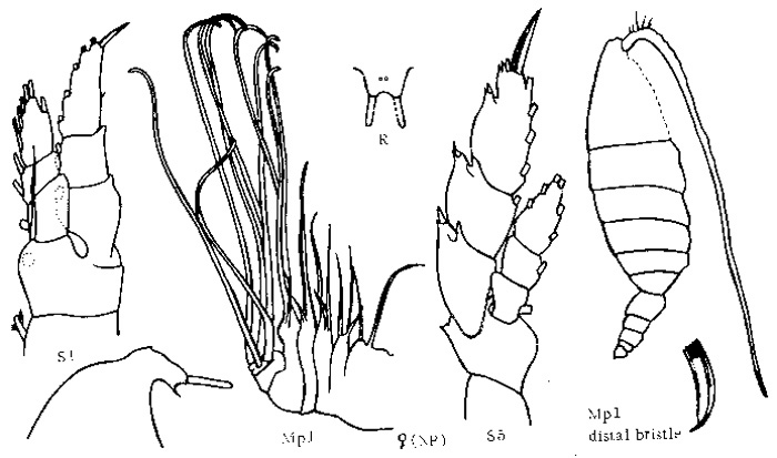 Species Bathycalanus bradyi - Plate 3 of morphological figures