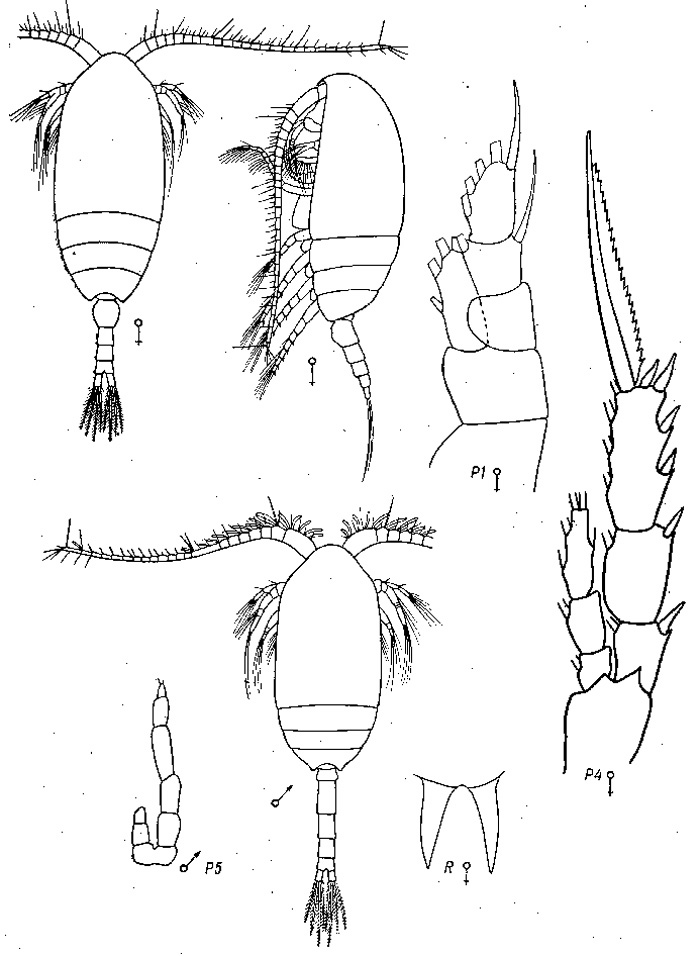 Species Microcalanus pusillus - Plate 3 of morphological figures