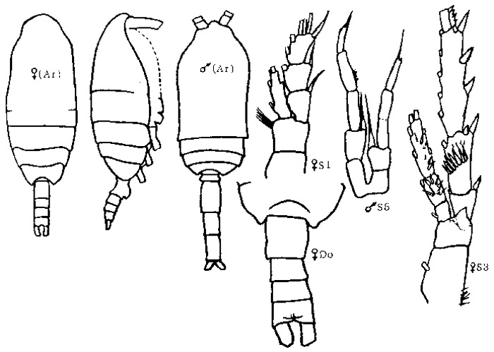 Species Spinocalanus longicornis - Plate 8 of morphological figures