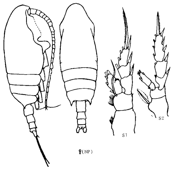 Espèce Chiridius polaris - Planche 6 de figures morphologiques
