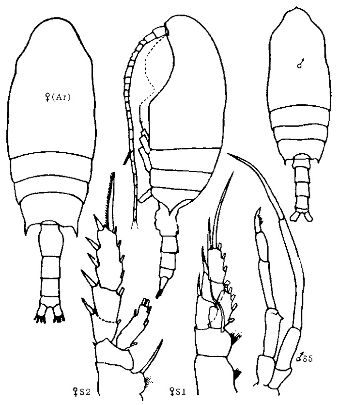 Espèce Chiridius obtusifrons - Planche 5 de figures morphologiques