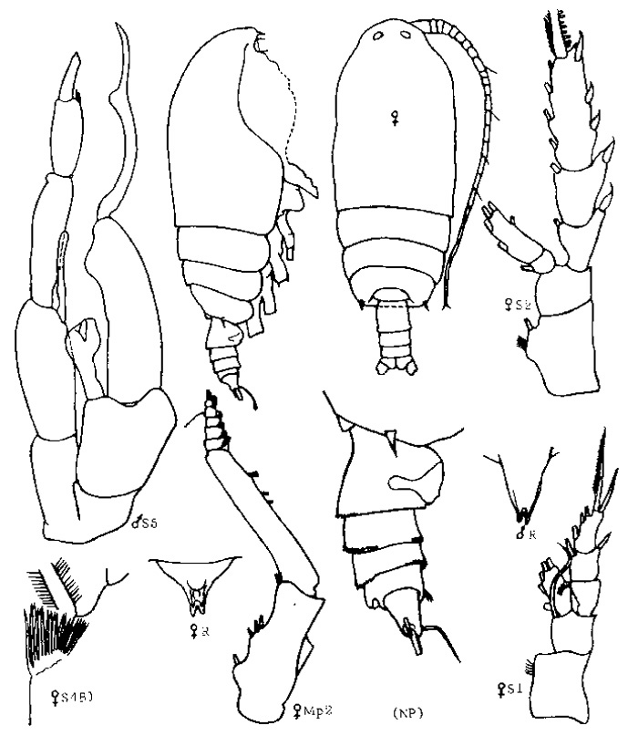 Species Gaetanus brevispinus - Plate 14 of morphological figures
