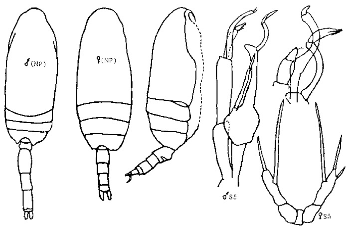 Espce Scaphocalanus medius - Planche 4 de figures morphologiques