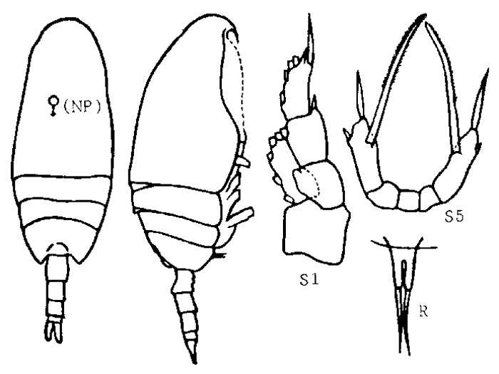 Espèce Scaphocalanus subbrevicornis - Planche 3 de figures morphologiques