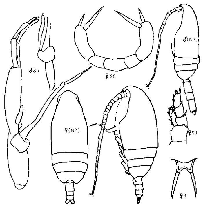 Species Pseudoamallothrix emarginata - Plate 7 of morphological figures