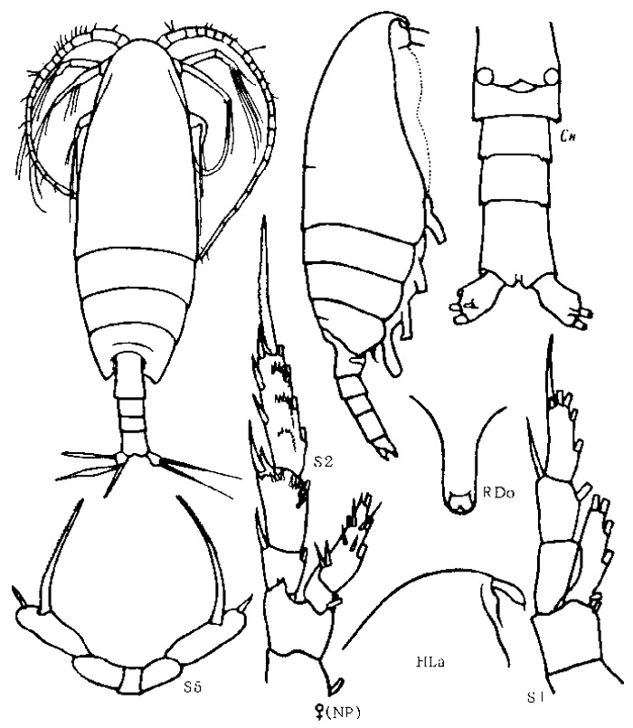 Species Racovitzanus antarcticus - Plate 5 of morphological figures