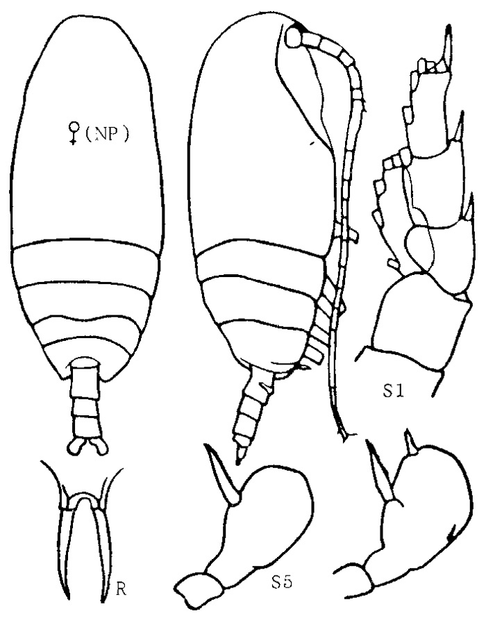 Espce Pseudoamallothrix ovata - Planche 9 de figures morphologiques