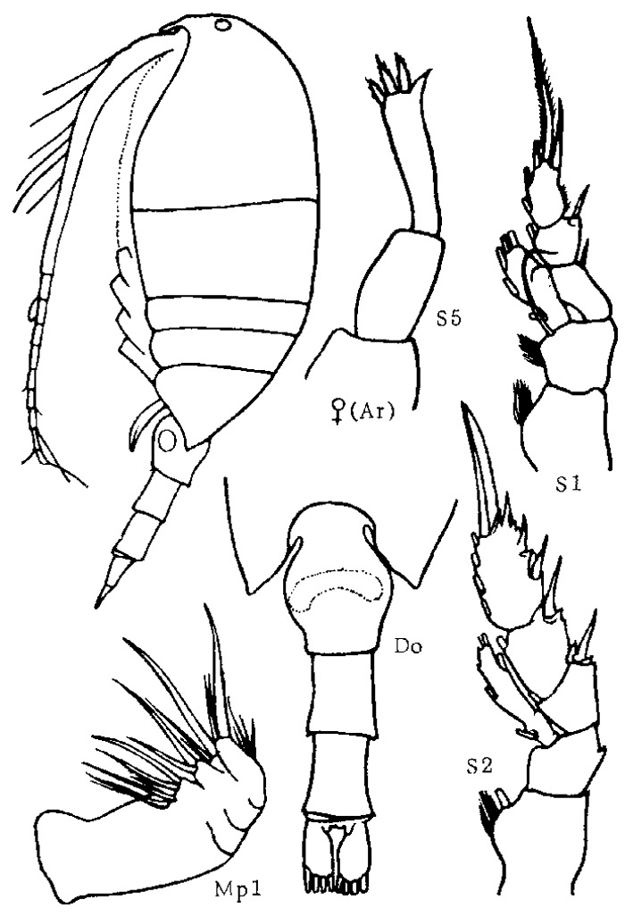 Espce Undinella oblonga - Planche 2 de figures morphologiques