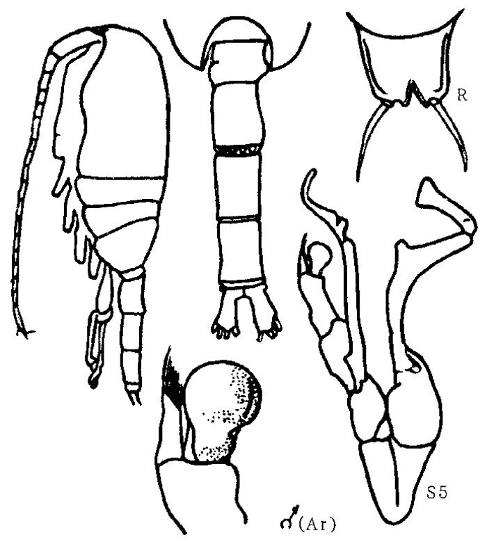 Species Undinella oblonga - Plate 3 of morphological figures