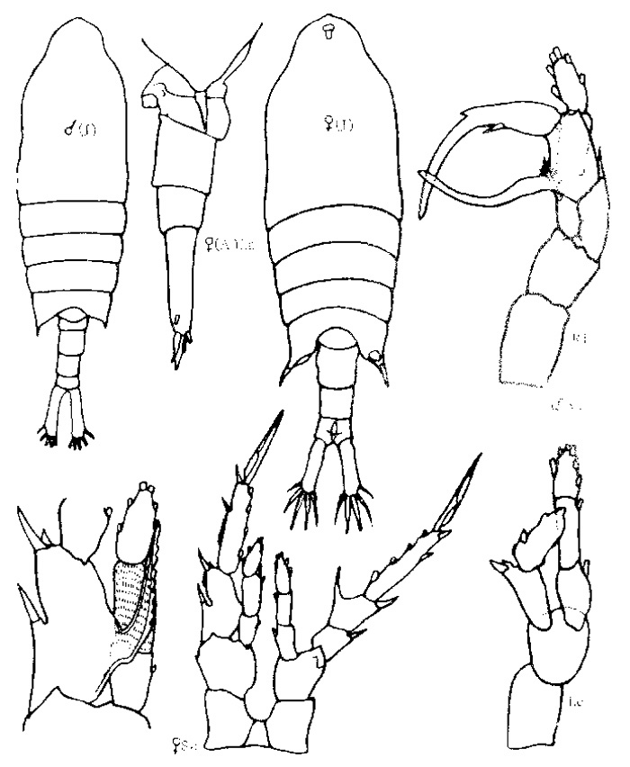 Espèce Centropages tenuiremis - Planche 4 de figures morphologiques