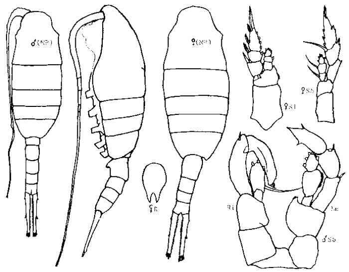 Espèce Lucicutia wolfendeni - Planche 4 de figures morphologiques