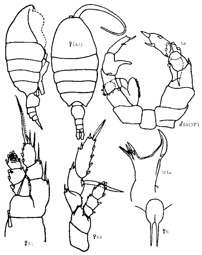 Espèce Paraheterorhabdus (Antirhabdus) compactus - Planche 6 de figures morphologiques