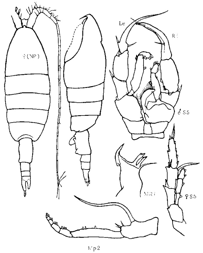 Species Heterorhabdus tanneri - Plate 5 of morphological figures