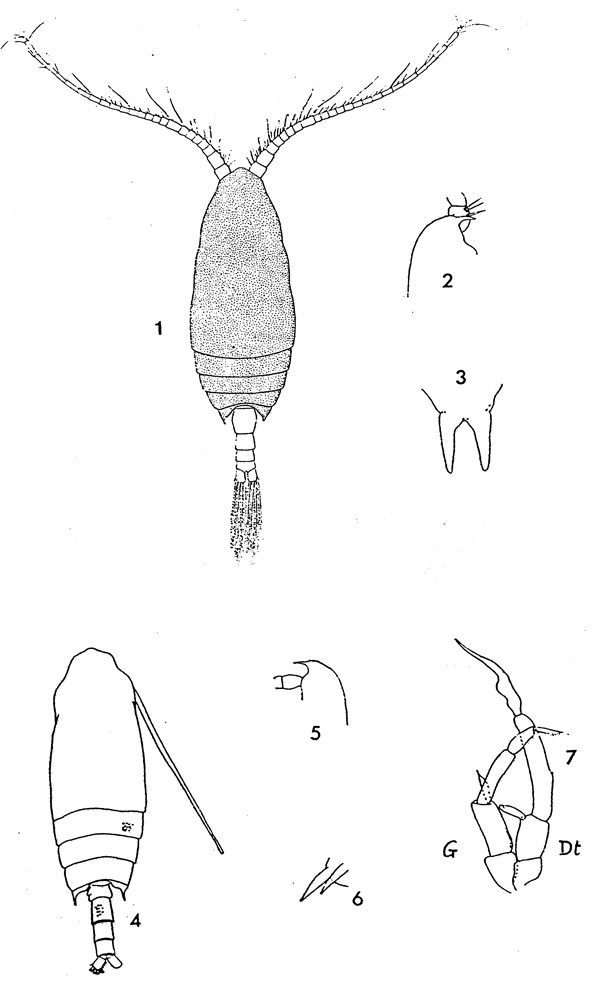 Species Aetideopsis antarctica - Plate 1 of morphological figures