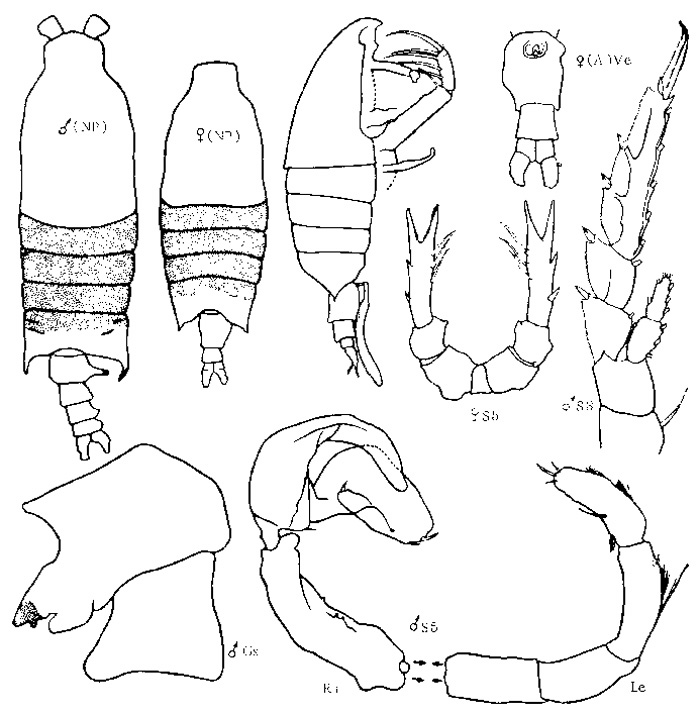 Espèce Candacia columbiae - Planche 1 de figures morphologiques