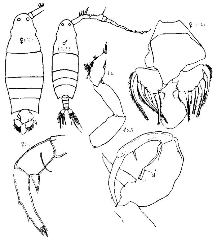 Espèce Labidocera pavo - Planche 2 de figures morphologiques
