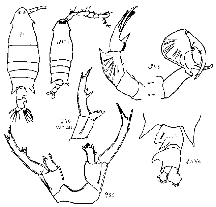 Species Labidocera rotunda - Plate 4 of morphological figures