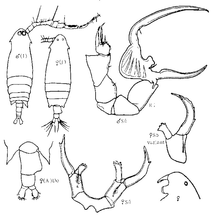 Species Labidocera japonica - Plate 4 of morphological figures