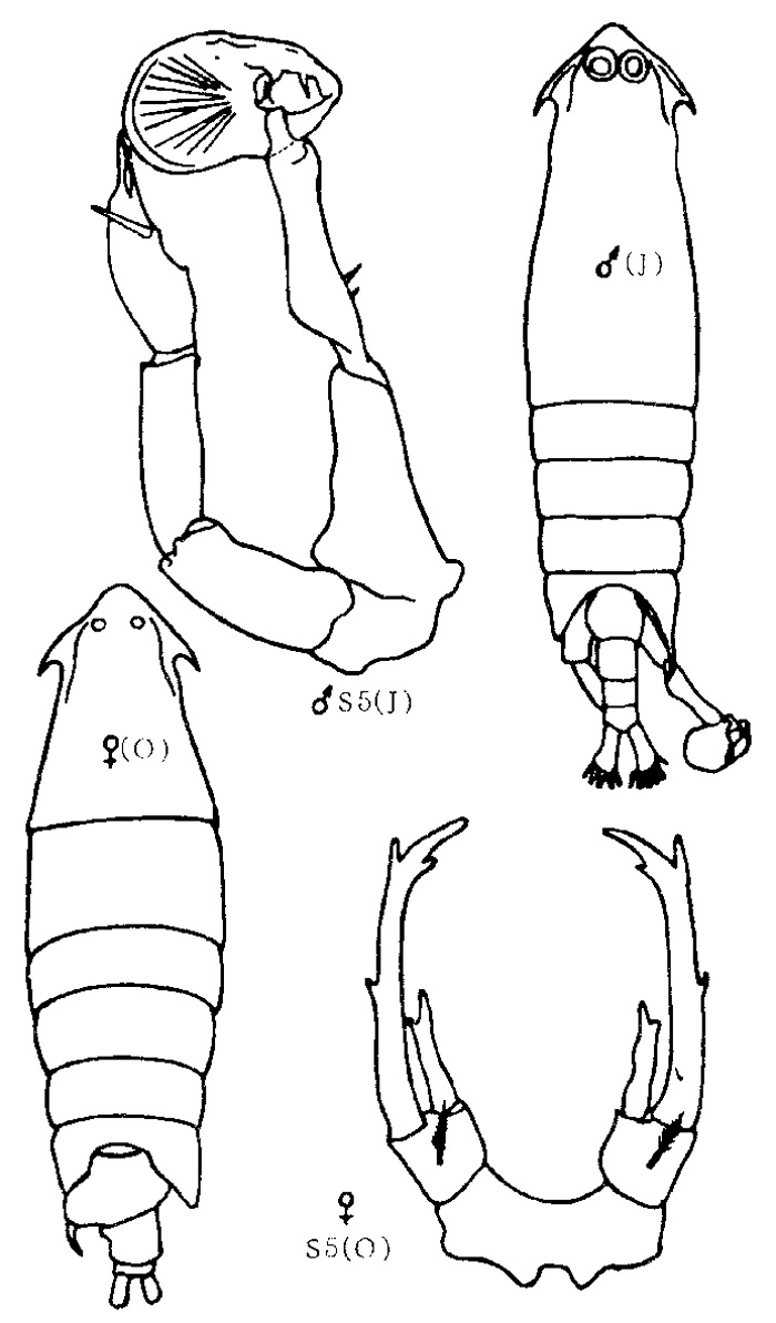 Espce Epilabidocera longipedata - Planche 1 de figures morphologiques