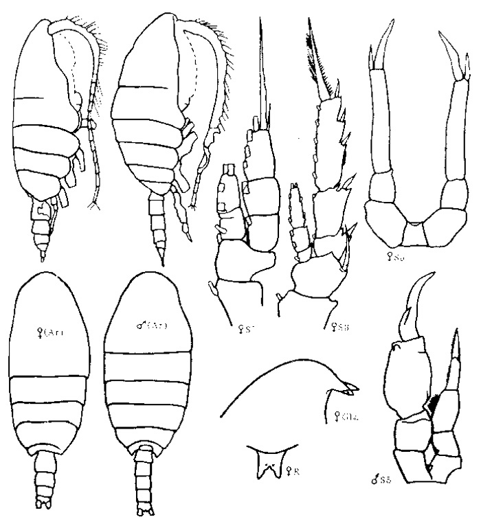 Species Temorites brevis - Plate 2 of morphological figures