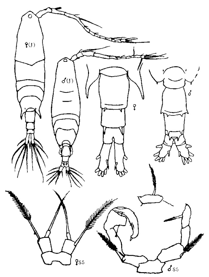 Species Acartia (Odontacartia) ohtsukai - Plate 2 of morphological figures