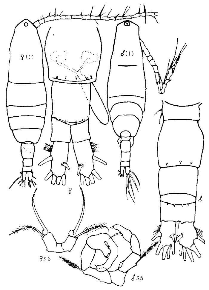 Espèce Acartia (Acanthacartia) sinjiensis - Planche 3 de figures morphologiques