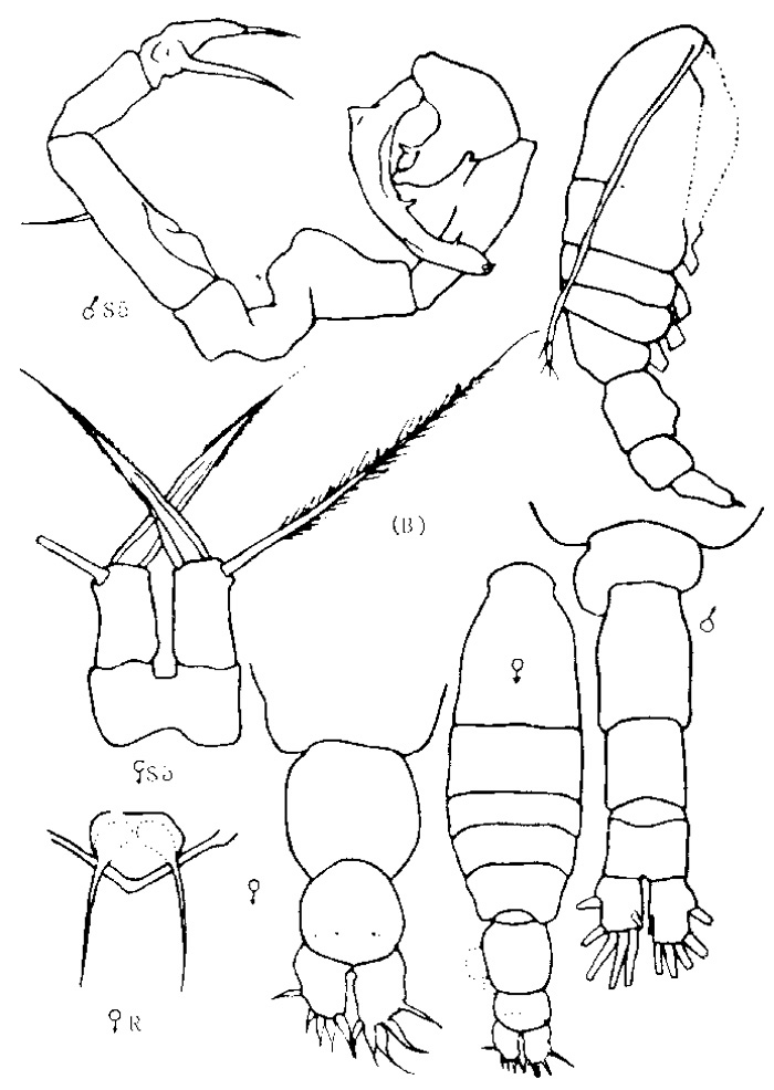 Espèce Acartia (Acanthacartia) tumida - Planche 1 de figures morphologiques