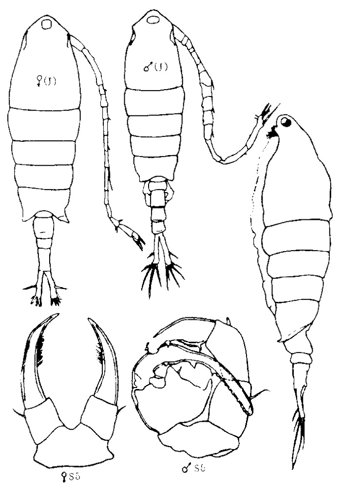 Species Tortanus (Eutortanus) derjugini - Plate 11 of morphological figures