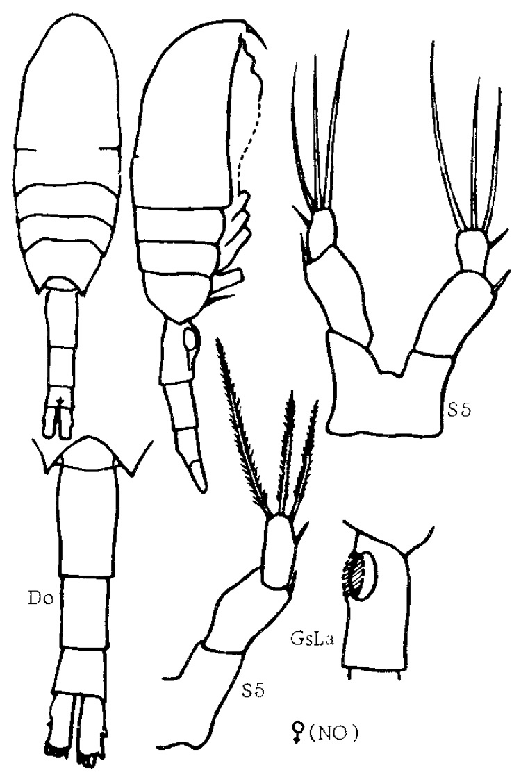 Species Metridia lucens - Plate 7 of morphological figures