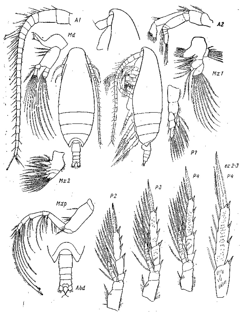 Espèce Spinocalanus validus - Planche 2 de figures morphologiques