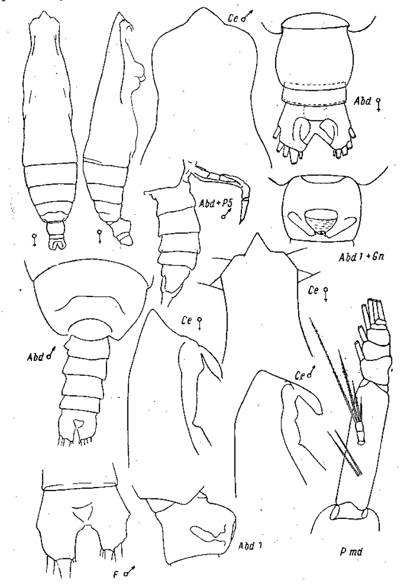 Espèce Pareucalanus attenuatus - Planche 9 de figures morphologiques