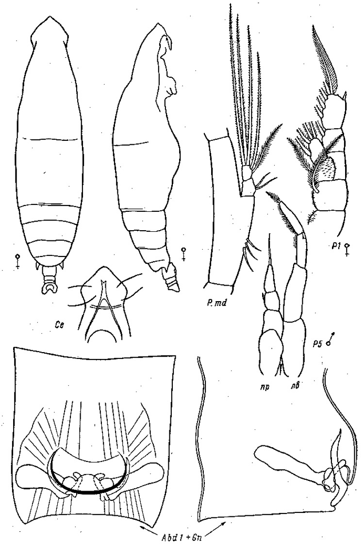 Espèce Eucalanus hyalinus - Planche 11 de figures morphologiques