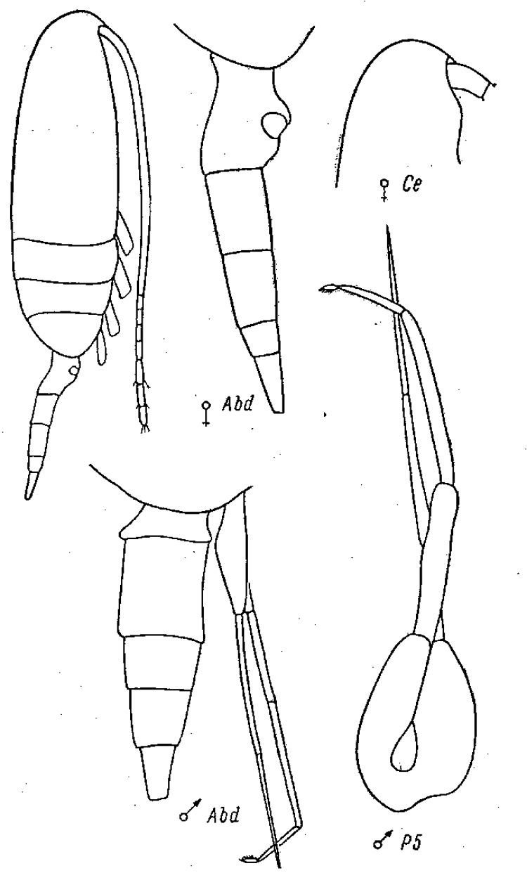 Species Pseudocalanus minutus - Plate 3 of morphological figures