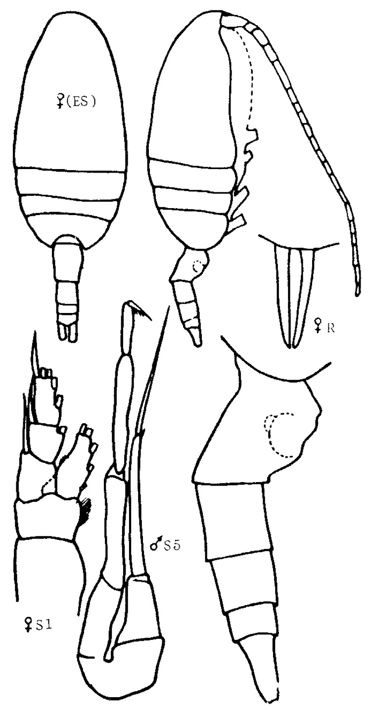 Espce Pseudocalanus major - Planche 4 de figures morphologiques