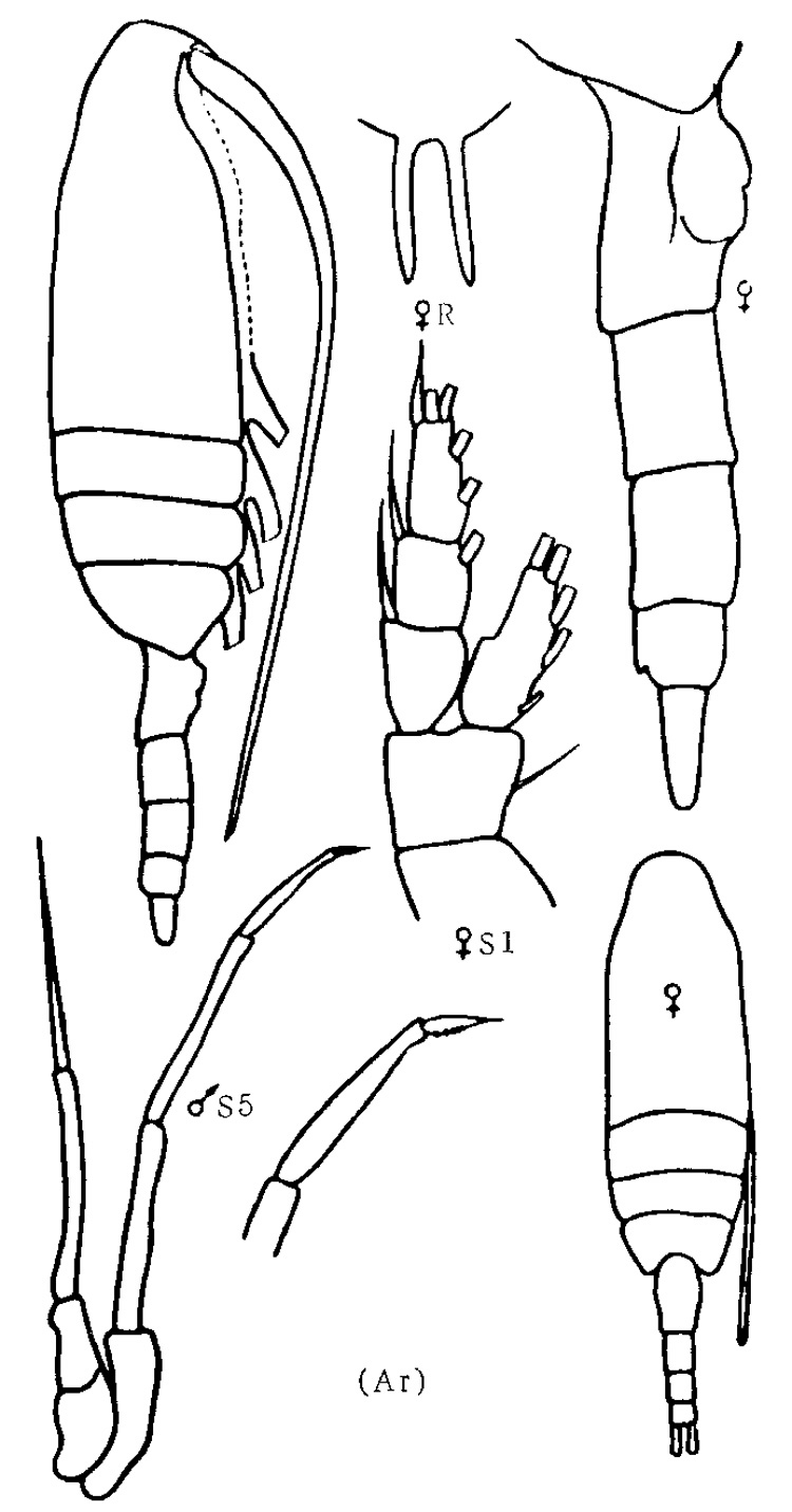Espèce Pseudocalanus minutus - Planche 4 de figures morphologiques